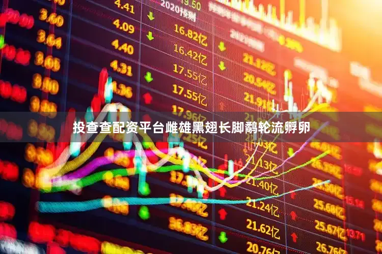 投查查配资平台雌雄黑翅长脚鹬轮流孵卵